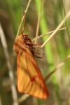 Diacrisia sannio