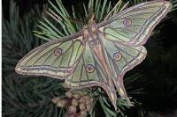 Graellsia isabellae