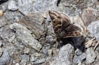 Metaxmeste schrankiana