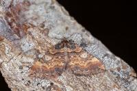 Earophila badiata