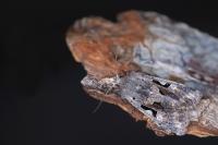 Orthosia gothica