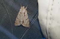 Acronicta psi/tridens