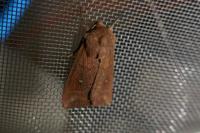 Mythimna albipuncta