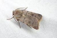 Agrotis cinerea