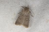 Caradrina clavipalpis