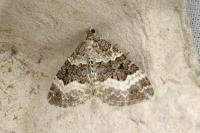 Epirrhoe alternata