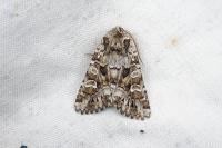 Pachetra sagittigera