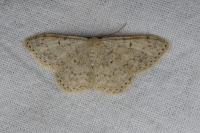 Scopula marginepunctata