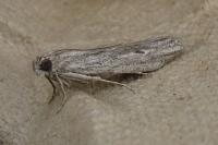 Amphithrix sublineatella