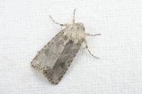 Anarta sodae