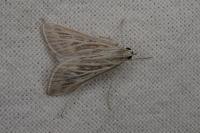 Arnia nervosalis