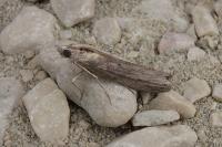 Epischnia asteris