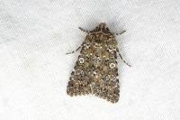 Hadena magnolii