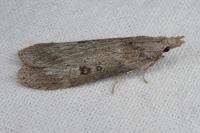 Lamoria anella