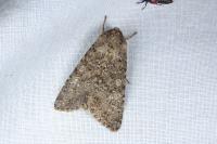 Apamea anceps