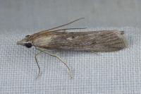 Epischnia asteris