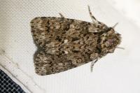 Acronicta rumicis
