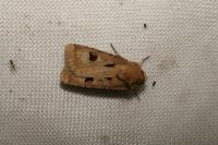 Agrotis exclamationis exclamationis