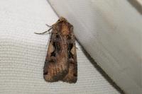 Xestia c-nigrum
