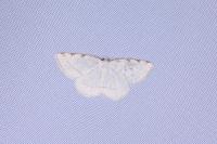 Stegania trimaculata