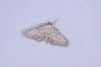Idaea seriata