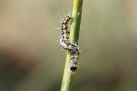 Uresiphita gilvata