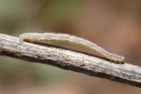 Eupithecia distinctaria
