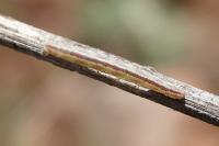 Eupithecia distinctaria