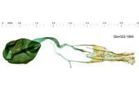 Garella nilotica