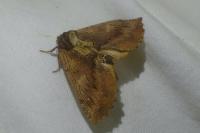 Ptilodon capucina