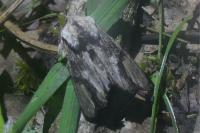 Egira conspicillaris