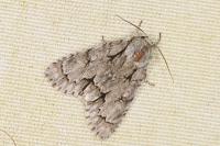 Acronicta psi