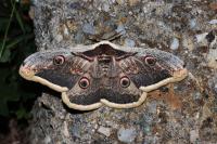 Saturnia pyri