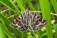 Euclidia mi