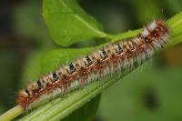 Lasiocampa quercus quercus