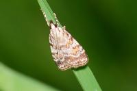 Scoparia pyralella