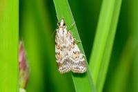 Scoparia pyralella