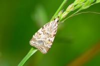 Scoparia pyralella
