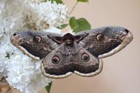 Saturnia pyri