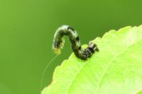 Theria primaria