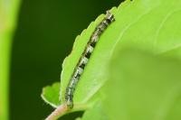 Theria primaria