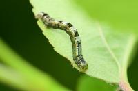 Theria primaria