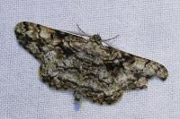 Peribatodes umbraria umbraria