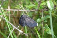 Odezia atrata