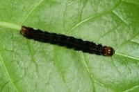 Eupsilia transversa