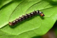 Eupsilia transversa