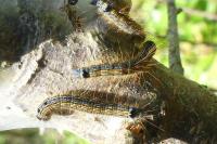 Malacosoma neustria
