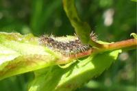 Acronicta auricoma