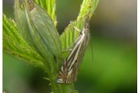 Crambus lathoniellus