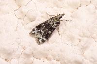 Eudonia delunella